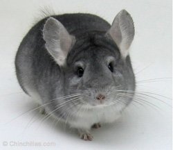 Chinchilla Genetics - Recessive Gene - Sapphire Female.  chinchillas.com