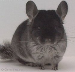 Chinchilla Genetics - Standard TOV - Black Velvet - Gunning Black.  chinchillas.com Chinchilla Genetics - Standard TOV - Black Velvet - Gunning Black.  chinchillas.com