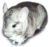 Chinchilla Colour Mutation - Standard Grey.  Danica Jackson. Chinchilla Colour Mutation - Standard Grey.  Danica Jackson.