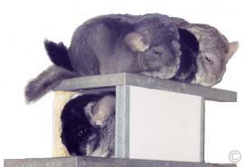 Chinchilla Group. 