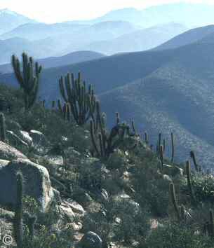 Chinchilla Habitat - This photo shows the wild chinchilla's habitat in The Andes Mountain Range of Chile.  Jamie E. Jimenez.