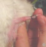 Chinchilla Examination - Serious case of Hair Ring that needs instant removal.  Audie Vaughn.  Chinchilla Examination - Serious case of Hair Ring that needs instant removal.  Audie Vaughn.
