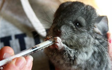 Hand Feeding a Chinchilla - Chinchilla kit being manually hand fed.  ZRX1200R