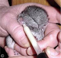 A chinchilla kit being hand fed a milk formula via a pipette.  Jo Ann McCraw A chinchilla kit being hand fed a milk formula via a pipette.  Jo Ann McCraw