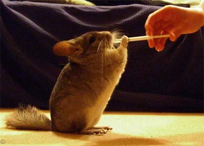 Hand Feeding a Chinchilla - Standard Grey chinchilla content at being hand fed. © Dave Morris. Hand Feeding a Chinchilla - Standard Grey chinchilla content at being hand fed. © Dave Morris.