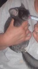 Hand Feeding a Chinchilla - Brown Velvet chinchilla being hand fed by its owner.  Misty Meanor. Hand Feeding a Chinchilla - Brown Velvet chinchilla being hand fed by its owner.  Misty Meanor.