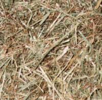 Chinchilla Nutrition (Food and Diet) - A hay mix including common prairie grasses, meadow hay, orchard grass and timothy hay. 