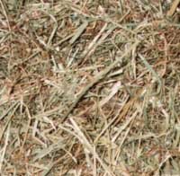 Chinchilla Nutrition (Food and Diet) - A hay mix including common prairie grasses, meadow hay, orchard grass and timothy hay.  Chinchilla Nutrition (Food and Diet) - A hay mix including common prairie grasses, meadow hay, orchard grass and timothy hay.