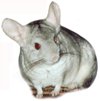 Chinchilla Colour Mutation - Heterozygous Beige.  Chinchilla Chronicles. Chinchilla Colour Mutation - Heterozygous Beige.  Chinchilla Chronicles.