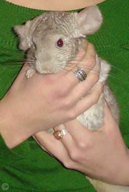 Holding a Chinchilla - A Heterozygous Beige chinchilla being securely held by its owner.  Lawley. Holding a Chinchilla - A Heterozygous Beige chinchilla being securely held by its owner.  Lawley.