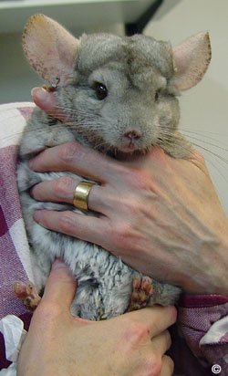 Make sure a chinchilla is securely in your hands and that they cannot fall a great height. 