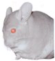 Chinchilla Colour Mutation - Homozygous Beige.  Jo Ann McCraw. Chinchilla Colour Mutation - Homozygous Beige.  Jo Ann McCraw.