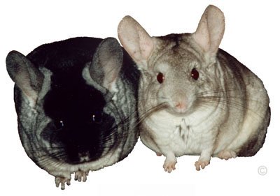 TOV Black Velvet Female Chinchilla and Heterozygous Beige Male Chinchilla TOV Black Velvet Female Chinchilla and Heterozygous Beige Male Chinchilla