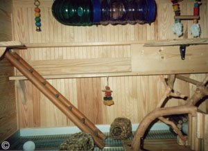 Chinchilla Toys - Inside a chinchilla cage showing the variety of toys they need.  Chinchilla Chronicles. Chinchilla Toys - Inside a chinchilla cage showing the variety of toys they need.  Chinchilla Chronicles.