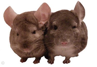 Introducing Chinchillas - Pastel Tan female and Violet male.  Mariel.