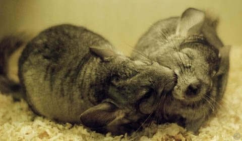 Introducing Chinchillas - You know when introductions have gone well as chinchillas will generally nuzzle on another just like these two Standard Grey chinchillas.  LeiyuD. Introducing Chinchillas - You know when introductions have gone well as chinchillas will generally nuzzle on another just like these two Standard Grey chinchillas.  LeiyuD.
