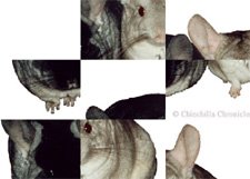 Chinchilla Chronicles Jigsaw... Chinchilla Chronicles Jigsaw...