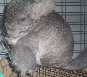 Chinchilla Baby/Kit - Heterozygous Beige female with her kit suckling for milk.  Horsy514.