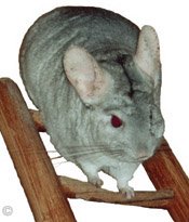 Chinchilla Toys - Heterozygous Beige chinchilla resting at the top of his ladder.  Chinchilla Chronicles. Chinchilla Toys - Heterozygous Beige chinchilla resting at the top of his ladder.  Chinchilla Chronicles.