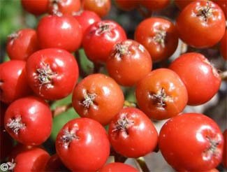 Chinchilla Nutrition (Food and Diet) - Moutain Ash berries are a great source of antioxidants to a chinchilla and the succulent red berries can be enjoyed without health worries. �