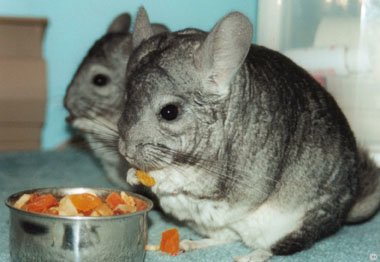 Chinchilla Nutrition (Food and Diet) - Two Standard Grey chinchillas munching on some dried pineapple and papaya chunks.  Danica Jackson.