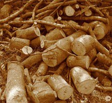 Chinchilla Nutrition (Food and Diet) - Although untreated kiln dried pine is safe for chinchillas, these freshly cut logs are not. Bark from pine trees must also not be offered to a chinchilla as they contain sap between the layers. �