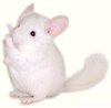 Chinchilla Colour Mutation - Pink White.  Jo Ann McCraw. Chinchilla Colour Mutation - Pink White.  Jo Ann McCraw.