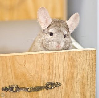 Chinchilla Exercise - Exercise is paramount to a chinchilla's health and well-being. Here a cheeky chinchilla is hiding in a set of drawers.  Justin Qian. Chinchilla Exercise - Exercise is paramount to a chinchilla's health and well-being. Here a cheeky chinchilla is hiding in a set of drawers.  Justin Qian.