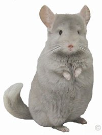 Posture and Behavior - Female Tan Violet Hybrid standing erect and looking inquisitve.  chinchillas.com