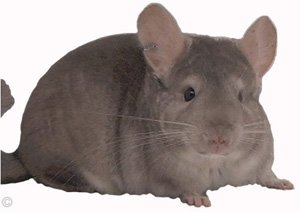 Posture and Behavior - Heterozygous Beige male relaxing.  chinchillas.com Posture and Behavior - Heterozygous Beige male relaxing.  chinchillas.com