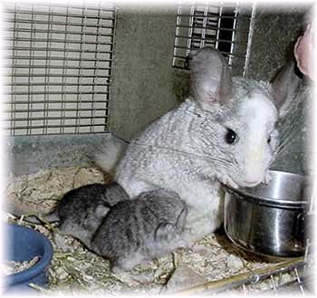 Pre and post natal care is paramount to both the chin-mum and her kits. �