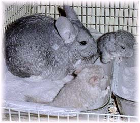 Pre and Post Natal Care: Two baby chinchillas experiencing their first dust bath under mum's guidance. 