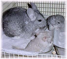 Pre and Post Natal Care: Two baby chinchillas experiencing their first dust bath under mum's guidance. �