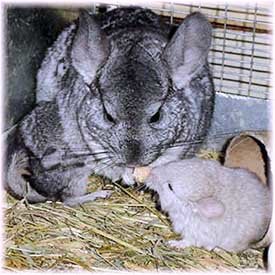Pre and Post Natal Care: Here a chin-mum is trying to eat her snack whilst one kits is suckling and her other is trying to pinch her food. �