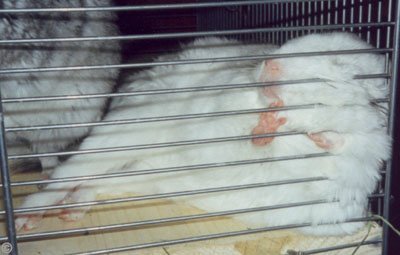 Chinchilla Pregnancy - Pregnant Pink White female having a stretch before labour starts.  Dunja Valdez.