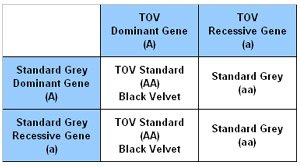 Punnet Square showing the outcome of a Standard TOV and Standard Grey. Punnet Square showing the outcome of a Standard TOV and Standard Grey.