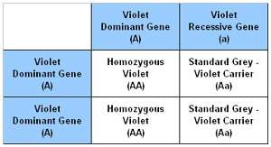 Punnet Square showing the results of breeding a Violet Carrier with a Homozygous Violet chinchilla. Punnet Square showing the results of breeding a Violet Carrier with a Homozygous Violet chinchilla.