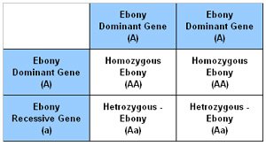 Punnet Square showing the results of breeding a Heterozygous and Homozygous Ebony chinchilla together. unnet Square showing the results of breeding a Heterozygous and Homozygous Ebony chinchilla together.