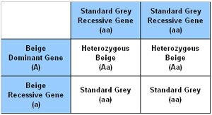 Punnet Square showing the results of breeding a Standard Grey chinchilla to a Heterozygous Beige chinchilla. Punnet Square showing the results of breeding a Standard Grey chinchilla to a Heterozygous Beige chinchilla.