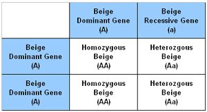 Punnet Square showing the results of breeding a Heterozygous with a Homozygous Beige chinchilla together. Punnet Square showing the results of breeding a Heterozygous with a Homozygous Beige chinchilla together.