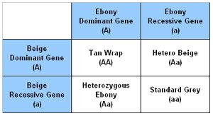 Punnet Square showing a Hetrozygous Ebony and Heterozygous Beige outcome. Chinchillas with the Ebony gene will have a 'wrap' effect and will be more intense in colour. Punnet Square showing a Hetrozygous Ebony and Heterozygous Beige outcome. Chinchillas with the Ebony gene will have a 'wrap' effect and will be more intense in colour.