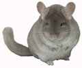 TOV Beige (also known as Brown Velvet) Violet Carrier female chinchilla  TOV Beige (also known as Brown Velvet) Violet Carrier female chinchillas.