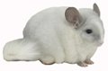 Chinchilla Genetics - Violet and White Mosaic male chinchilla. � chinchillas.com