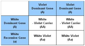 Including a Violet chinchilla in the Homozygous form ensures the recessive colour can be seen in the fur as this Punnet Square confirms. Including a Violet chinchilla in the Homozygous form ensures the recessive colour can be seen in the fur as this Punnet Square confirms.