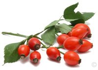 Chinchilla Nutrition (Food and Diet) - Rosehips are a natural source of vitamins and a safe treat to offer a chinchilla.  Chinchilla (Food and Diet) - Rosehips are a natural source of vitamins and are a safe treat to offer a chinchilla.