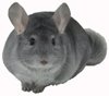 Chinchilla Colour Mutation - Sapphire.  chinchillas.com Chinchilla Colour Mutation - Sapphire.  chinchillas.com