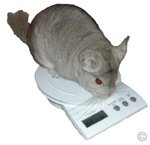 Chinchilla Examination - Heterozygous Beige male chinchilla weighing in at 549 grams.  Chinchilla Chronicles. Chinchilla Examination - Heterozygous Beige male chinchilla weighing in at 549 grams.  Chinchilla Chronicles.