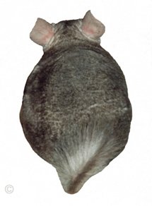 Shedding and Grooming - Heterozygous Beige male chinchilla showing priming lines towards his lower back.  Chinchilla Chronicles. Shedding and Grooming - Heterozygous Beige male chinchilla showing priming lines towards his lower back.  Chinchilla Chronicles.