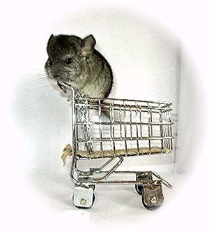 Chinchilla kit waiting in a shopping trolley. 