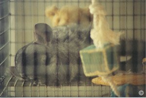 Chinchilla Castration - It is paramount a chinchilla receives rest after a castration. Here a Standard Grey male chinchilla having a peaceful sleep.  Austin Bond. Chinchilla Castration - It is paramount a chinchilla receives rest after a castration. Here a Standard Grey male chinchilla having a peaceful sleep.  Austin Bond.